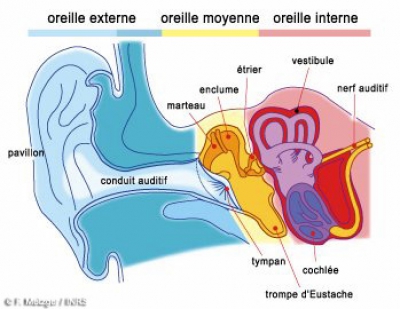 Comment se perçoit le bruit ?